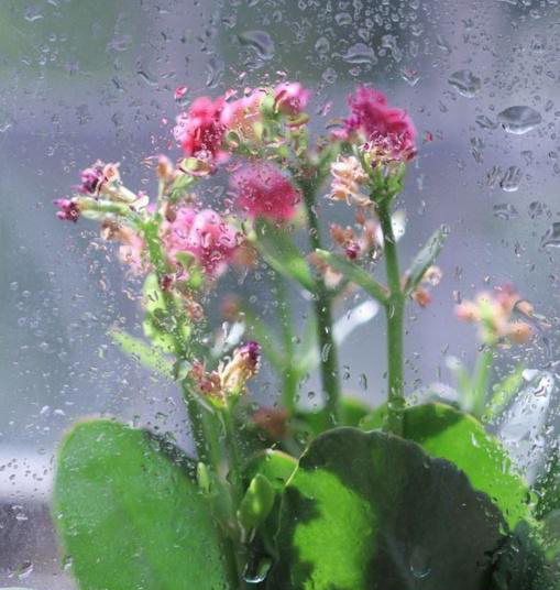 梅雨季節(jié)，養(yǎng)花怎么做？