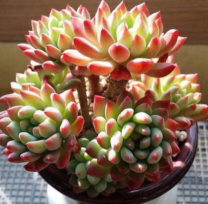 重慶植物租賃為你解答多肉為什么狀態會相差那么多？