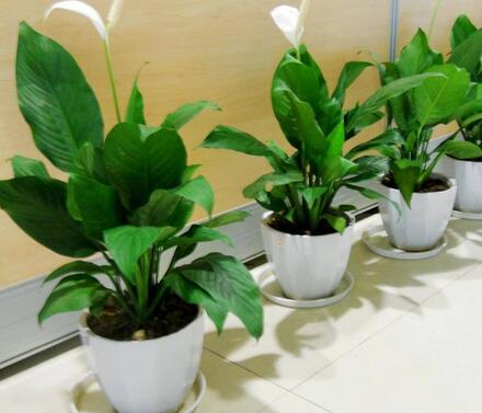 重慶植物租賃，綠化對人們的重要性