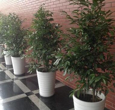 重慶植物租賃，綠化對人們的重要性