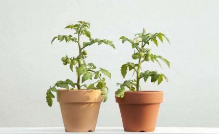 盆栽植物養護技巧