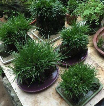 綠植租擺室內觀賞性觀葉植物介紹