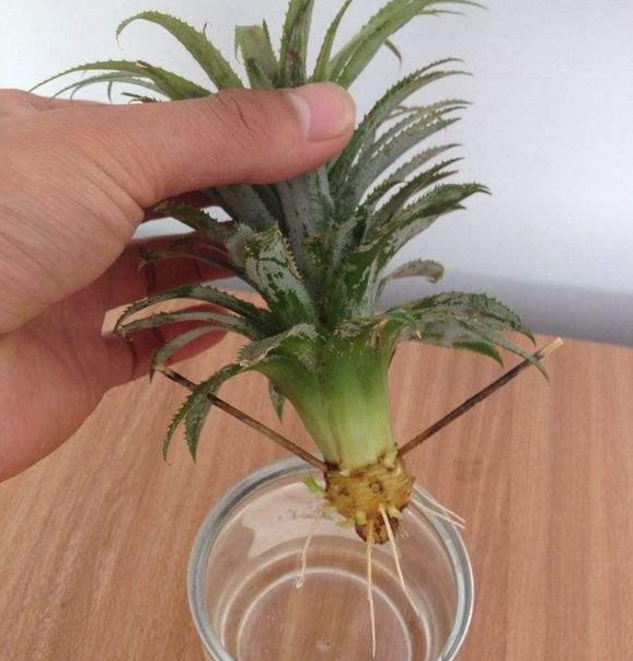 吃剩的菠蘿也能養成盆栽？一年就能結果，養護方法非常簡單！