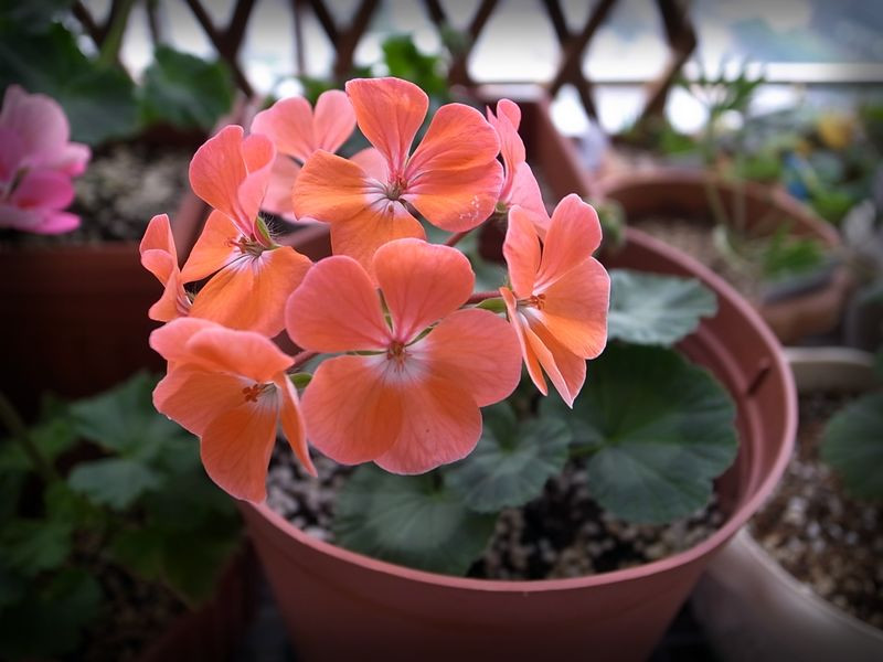 植物租賃，天竺葵，養(yǎng)護