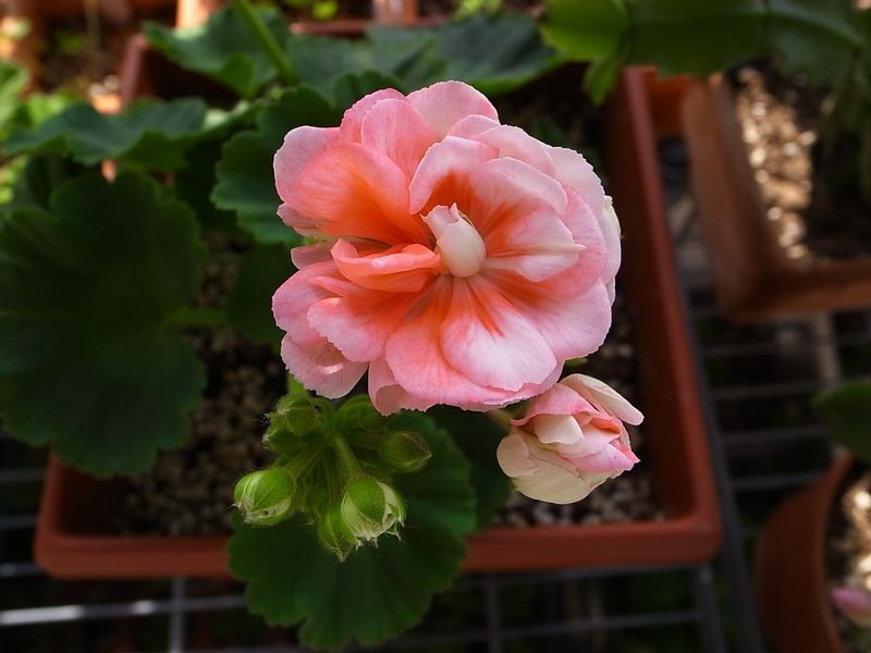 植物租賃，天竺葵，養(yǎng)護